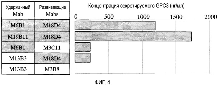 Антитело против глипикана 3 (патент 2427588)
