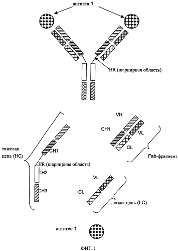 Три- или тетраспецифические антитела (патент 2570633)