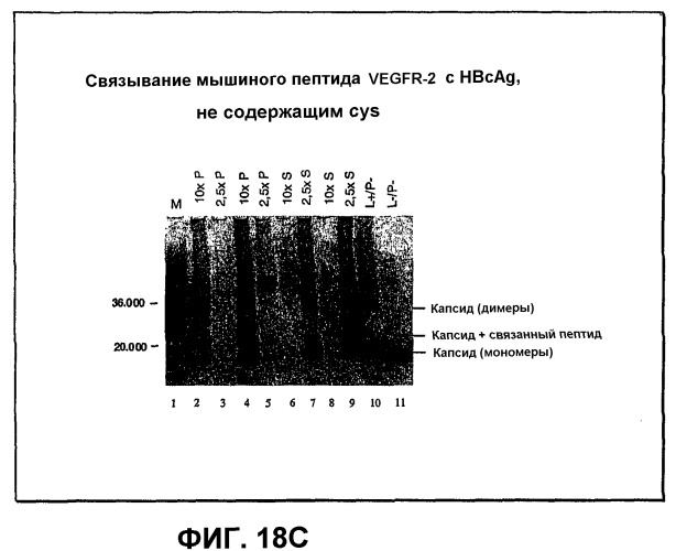 Композиция и способ для иммунизации, способ продуцирования неприродного, упорядоченного и повторяющегося массива антигенов (патент 2294211)