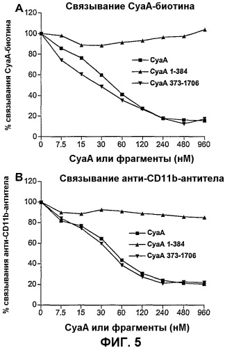 Модифицированная аденилатциклаза bordetella, содержащая домен взаимодействия cd11b/сd18 или лишенная домена взаимодействия cd11b/cd18, и ее применение (патент 2421241)