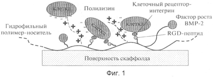 Матрица для регенерации мягких тканей (патент 2526182)