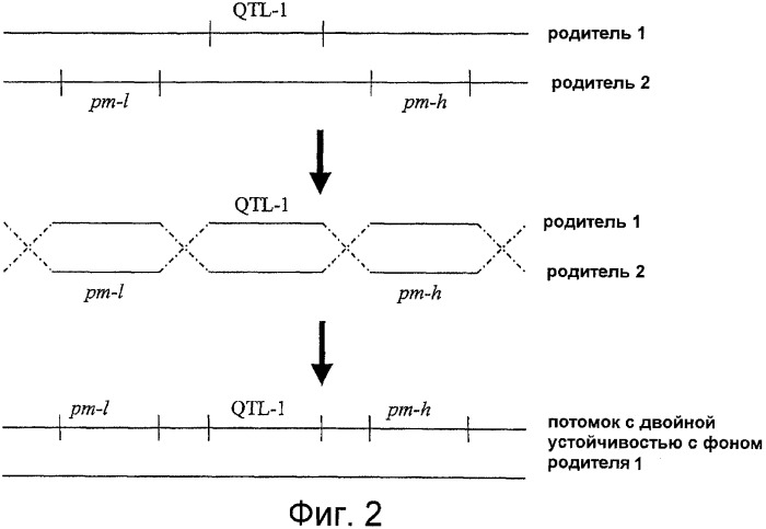 Растения огурца, устойчивые к заболеваниям (патент 2418405)