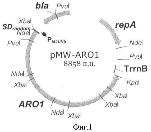Способ получения ароматических аминокислот с использованием бактерии, экспрессирующей ген aro1 из дрожжей (патент 2408723)
