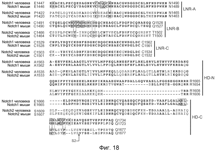 Антитела против notch2 и способы их применения (патент 2580029)