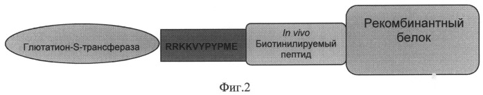 Способ специфического отбора высокоаффинных молекул днк (днк-аптамеров) к рекомбинантному белку-мишени (патент 2513700)