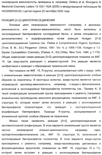 Селективная посттрансляционная модификация экспонируемых фагами полипептидов (патент 2459866)