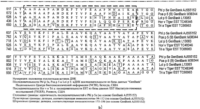 Производные phi p 5а, обладающие сниженной аллергенностью и сохраненной т-клеточной реактивностью (патент 2368620)