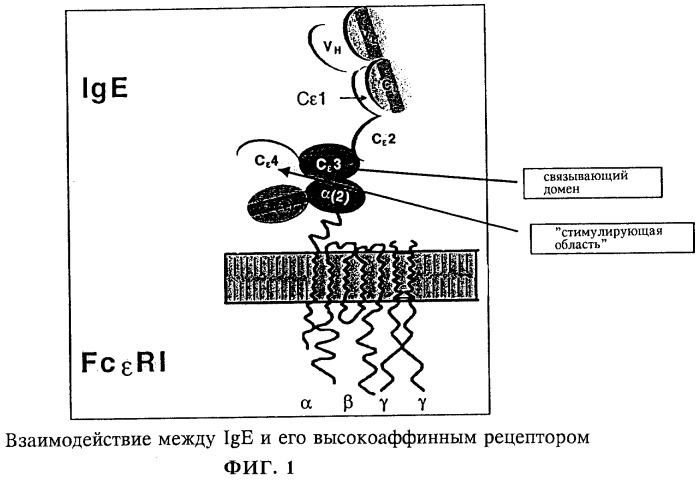 Антиидиотипическое антитело к антителам, ингибирующим связывание иммуноглобулина с его высокоаффинным рецептором (патент 2253655)