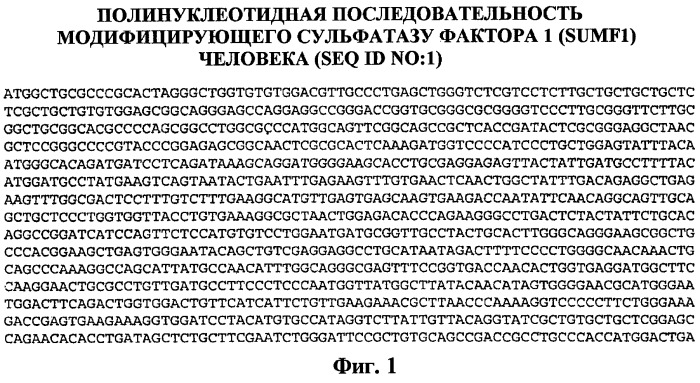 Изготовление активных высокофосфорилированных лизосомальных ферментов сульфатаз человека и их применение (патент 2510820)