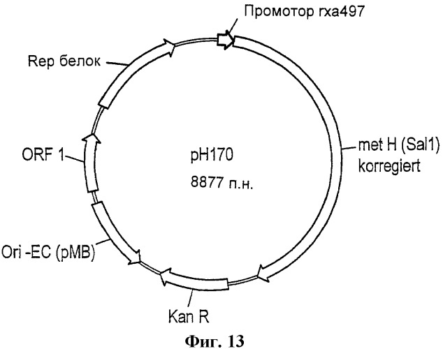 Рекомбинантные микроорганизмы, продуцирующие метионин (патент 2447146)