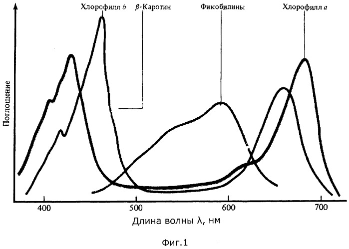 Хлорофилл поглощение. Спектры поглощения хлорофилла ксантофилла и каротина. Спектры поглощения пигментов хлоропластов. Спектры поглощения пигмента хлорофилла в НМ. Хлорофилл длина волны.