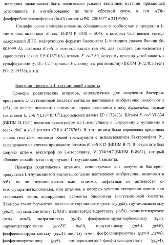 Способ получения l-треонина или l-аргинина с использованием бактерии, принадлежащей к роду escherichia, в которой инактивирован ген chac или оперон chabc (патент 2392327)