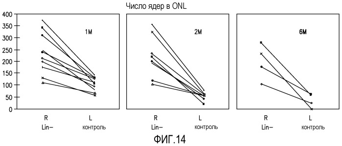 Выделенные популяции миелоподобных клеток и способы лечения с использованием таких популяций (патент 2473686)