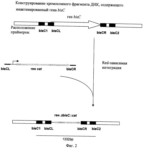 Способ получения l-треонина или l-аргинина с использованием бактерии, принадлежащей к роду escherichia, в которой инактивирован ген bisc (патент 2337958)
