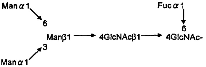 L-фукоза α1→6 специфичный лектин (патент 2524425)