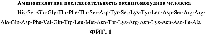 Оксинтомодулин человека, его применение, лекарственный препарат на его основе и способ применения препарата для лечения и профилактики гипергликемии (патент 2524204)