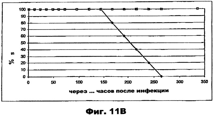 Применение соединений антивирусного класса для получения средства для лечения и профилактики вирусной инфекции дыхательного тракта (патент 2301669)