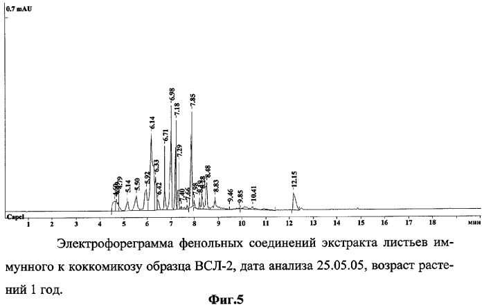 Способ определения устойчивых к коккомикозу форм вишни и черешни (патент 2316951)