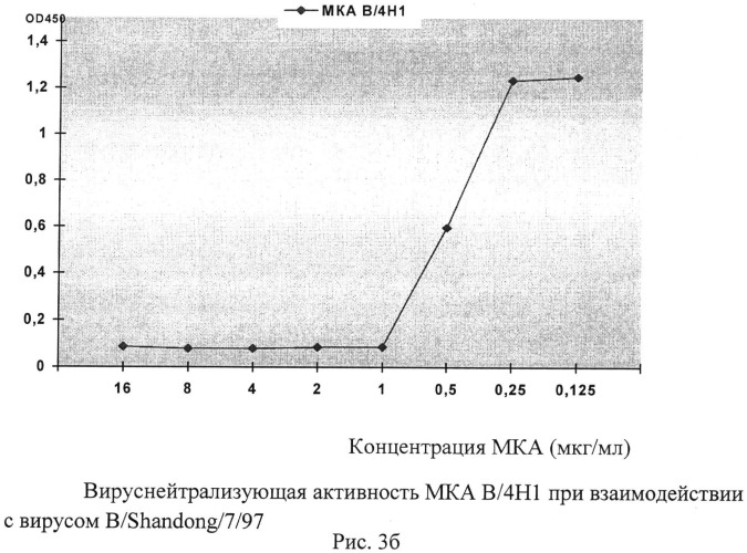 Применение моноклональных антител для идентификации ямагатской или викторианской эволюционных линий вируса гриппа типа в, штамм гибридомы 4н7 для получения моноклональных антител, предназначенных для определения вирусов гриппа в ямагатской ветви, штамм гибридомы в/4н1 для получения моноклональных антител, предназначенных для определения вирусов гриппа в викторианской ветви (патент 2491338)