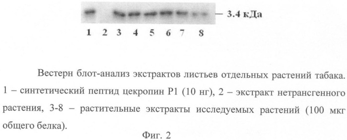 Рекомбинантная плазмида pbm и способ получения с ее использованием безмаркерных трансгенных растений, синтезирующих целевые продукты (патент 2410433)