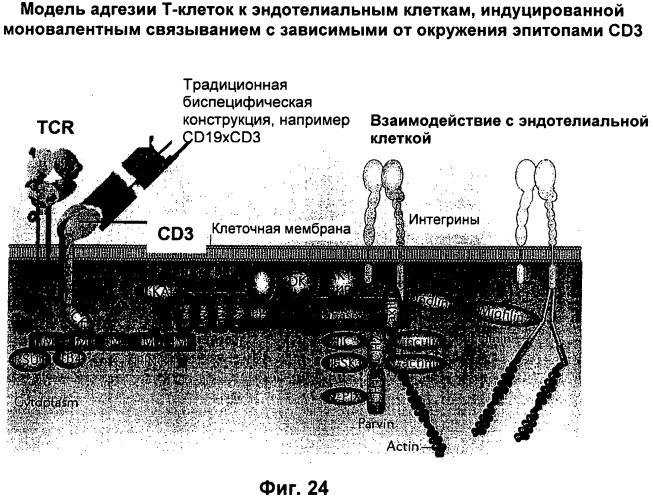 Pscaxcd3, cd19xcd3, c-metxcd3, эндосиалинxcd3, epcamxcd3, igf-1rxcd3 или fap-альфаxcd3 биспецифическое одноцепочечное антитело с межвидовой специфичностью (патент 2547600)