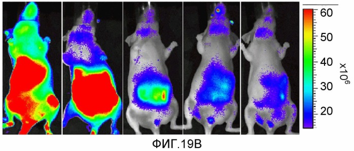 Конъюгаты rgd-(бактерио)хлорофилл для фотодинамической терапии и визуализации некротических опухолей (патент 2518296)