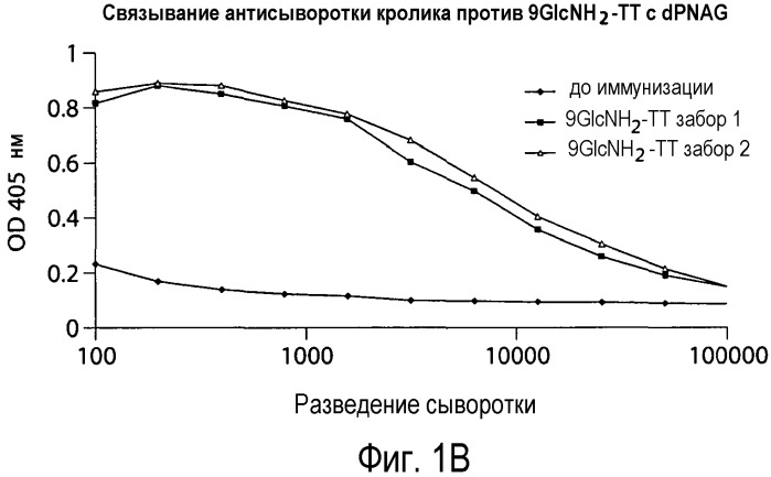 Способы и композиции, относящиеся к синтетическим бета-1,6-глюкозаминолигосахаридам (патент 2532911)