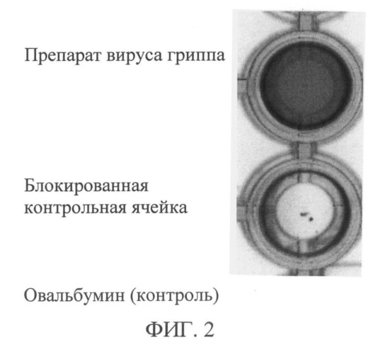 Наноантитело "anti-flu", рекомбинантные вирусные векторы и фармацевтические композиции для профилактики и терапии гриппа типа а (патент 2502745)