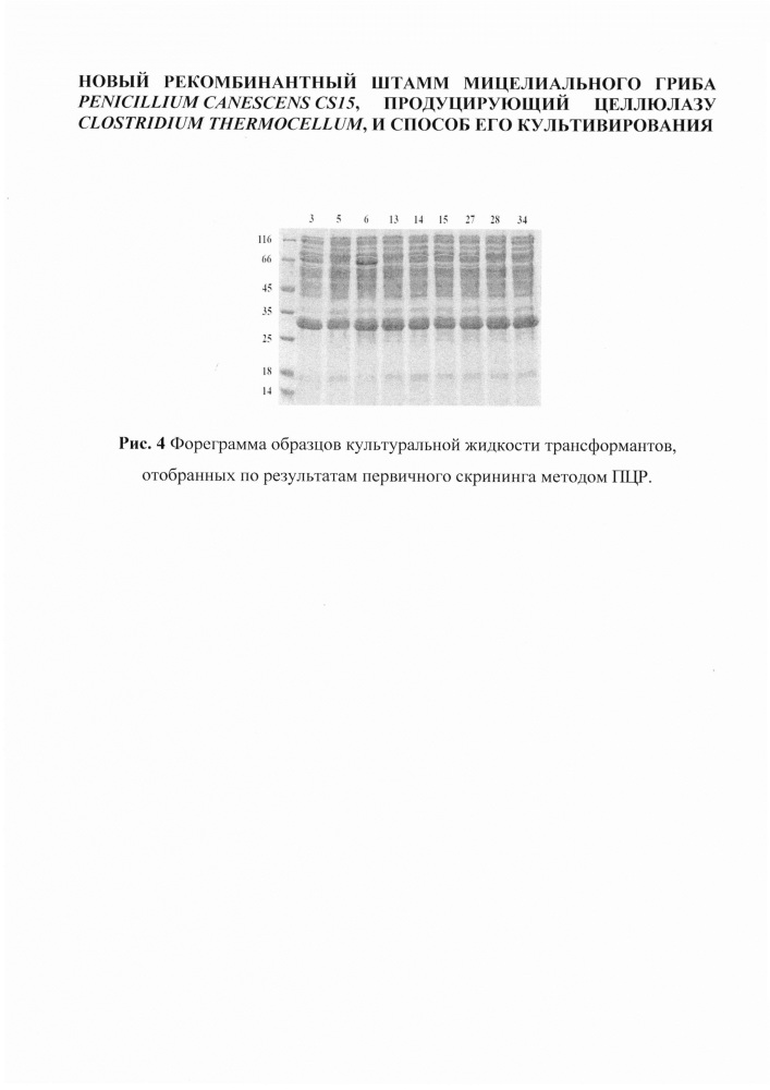 Новый рекомбинантный штамм мицелиального гриба penicillium canescens cs15, продуцирующий целлюлазу clostridium thermocellum, и способ его культивирования (патент 2612158)