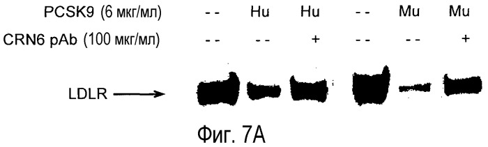 Антагонисты pcsk9 (патент 2528735)