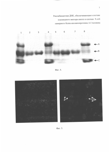 Рекомбинантная днк, обеспечивающая в составе плазмидного вектора синтез в клетках e.coli химерного белка аполипопротеина a-i человека (патент 2573930)