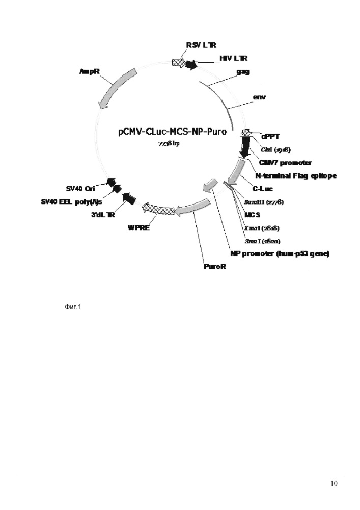 Репортерная система на основе лентивирусных репортерных конструкций для изучения белок-белковых взаимодействий (патент 2639539)