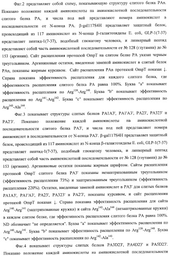 Способ расщепления полипептидов с использованием варианта протеазы оmpт (патент 2395582)