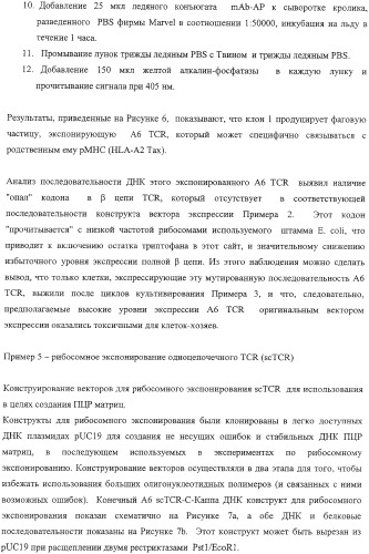 Экспонирование т-клеточных рецепторов (патент 2346004)