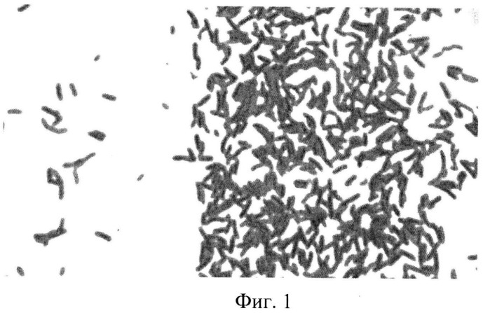 Штамм gluconacetobacter sucrofermentans -продуцент бактериальной целлюлозы (патент 2523606)