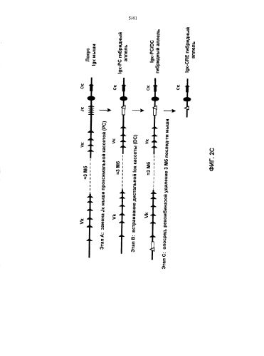 Мыши adam6 (патент 2582261)