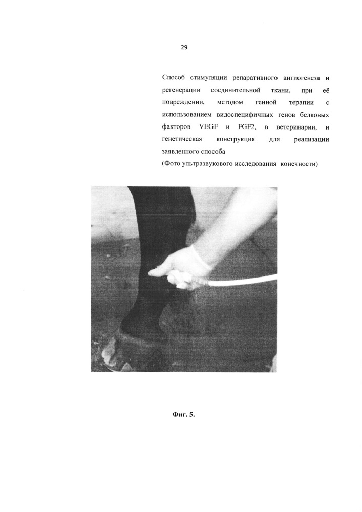 Способ стимуляции репаративного ангиогенеза и регенерации соединительной ткани, при её повреждении, методом генной терапии с использованием видоспецифичных генов белковых факторов vegf и fgf2, в ветеринарии, и генетическая конструкция для реализации заявленного способа (патент 2614665)