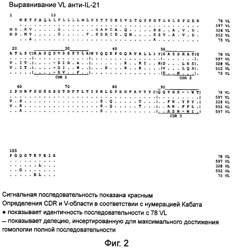 Моноклональные антитела против il-21 человека (патент 2504552)