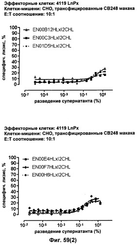 Pscaxcd3, cd19xcd3, c-metxcd3, эндосиалинxcd3, epcamxcd3, igf-1rxcd3 или fap-альфаxcd3 биспецифическое одноцепочечное антитело с межвидовой специфичностью (патент 2547600)