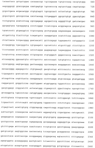 Pscaxcd3, cd19xcd3, c-metxcd3, эндосиалинxcd3, epcamxcd3, igf-1rxcd3 или fap-альфаxcd3 биспецифическое одноцепочечное антитело с межвидовой специфичностью (патент 2547600)