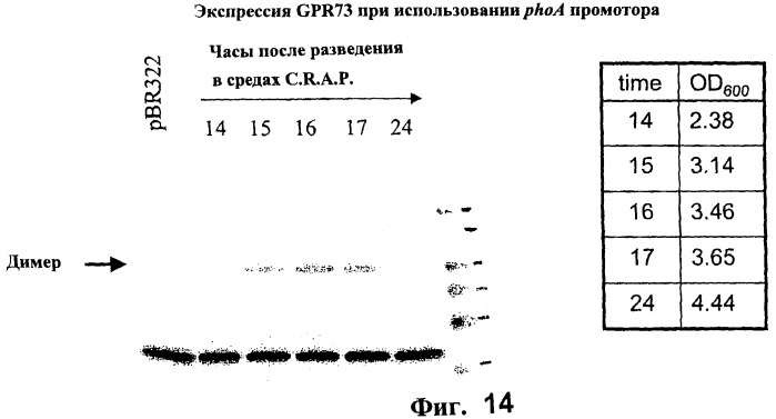 Способы получения растворимых многопроходных трансмембранных белков (патент 2441071)