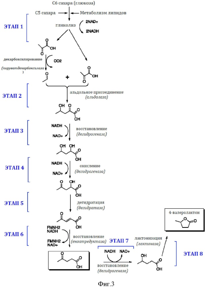Ферментативный путь для получения левулиновой кислоты, левулинатных сложных эфиров, валеролактона и их производных (патент 2634120)