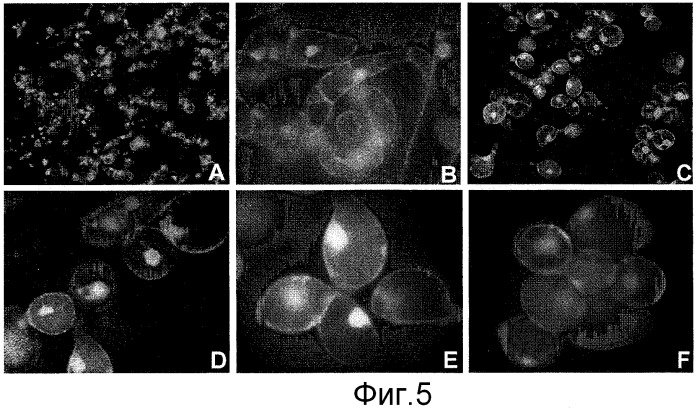 Способы in vitro для создания и поддержания линий растительных клеток в виде отдельных клеток в суспензии с интактными клеточными стенками и их трансформации (патент 2451744)