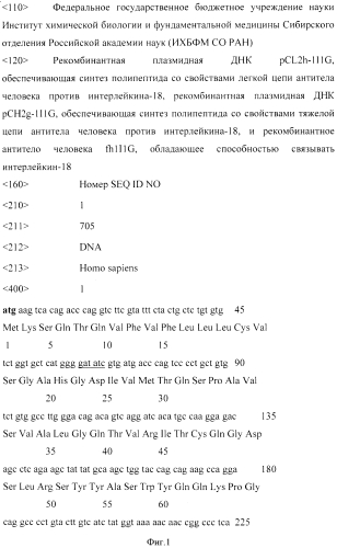Рекомбинантная плазмидная днк pcl2h-1i1g, обеспечивающая синтез полипептида со свойствами легкой цепи антитела человека против интерлейкина-18, рекомбинантная плазмидная днк pch2g-1i1g, обеспечивающая синтез полипептида со свойствами тяжелой цепи антитела человека против интерлейкина-18, и рекомбинантное антитело человека fh1i1g, обладающее способностью связывать интерлейкин-18 (патент 2562857)