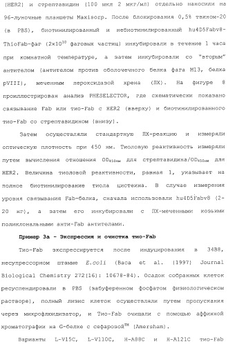 Антитела, сконструированные на основе цистеинов, и их конъюгаты (патент 2412947)