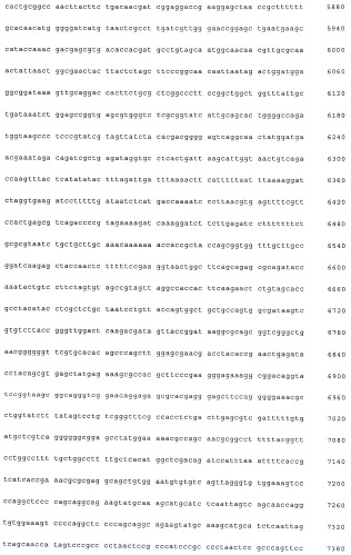 Вектор экспрессии млекопитающих (патент 2494147)
