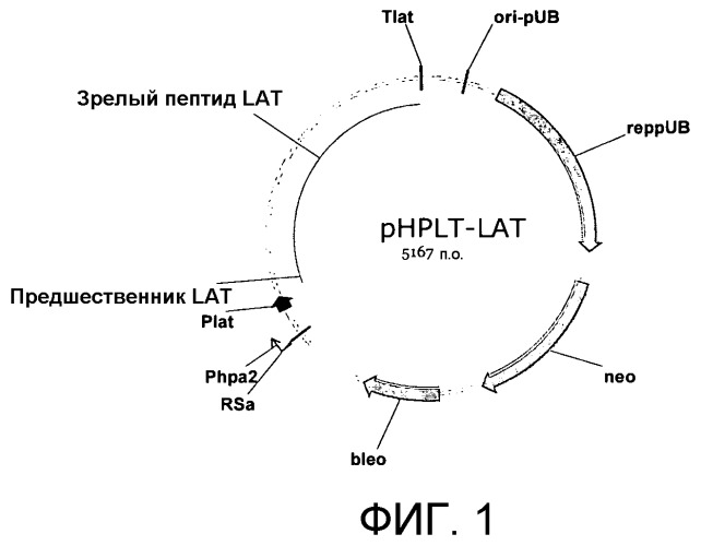 Варианты альфа-амилазы bacillus licheniformis с повышенной термостабильностью и/или сниженной кальциевой зависимостью (патент 2469087)