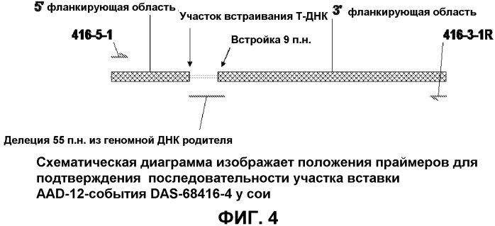 Детектирование aad-12-события 416 у сои (патент 2573898)