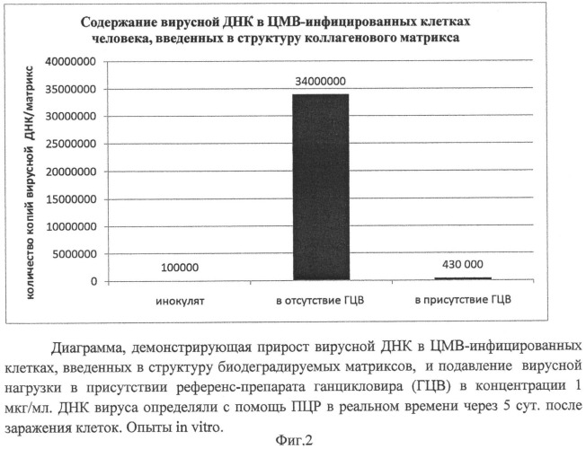 Способ моделирования цитомегаловирусной инфекции человека для изучения и тестирования противовирусных соединений и трансплантат для его осуществления (патент 2544287)