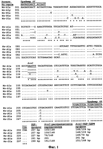 Способ проведения пцр и пцр-пдрф для идентификации аллельных вариантов waxy-генов пшеницы (патент 2528748)